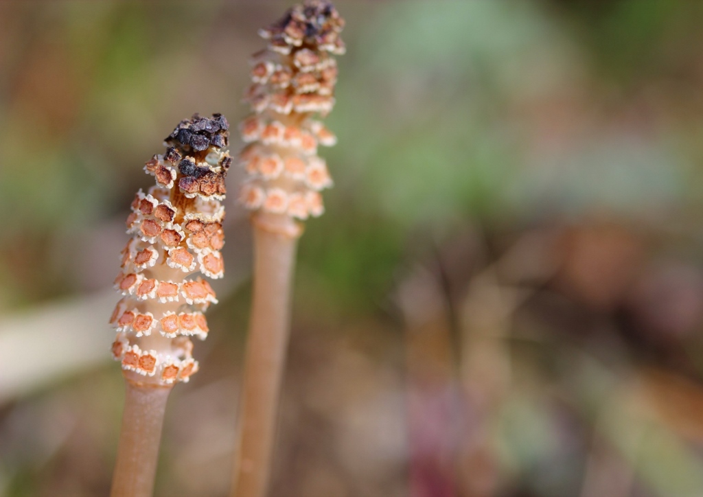 Ackerschachtelhalm, Schachtelhalm, Equisetum, Equisetum arvense, Zinnkraut
