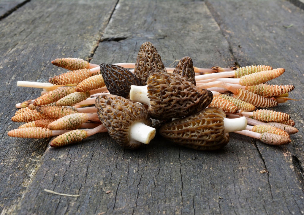 Ackerschachtelhalm, Schachtelhalm, Equisetum, Equisetum arvense, Zinnkraut, Sporangien, Morcheln