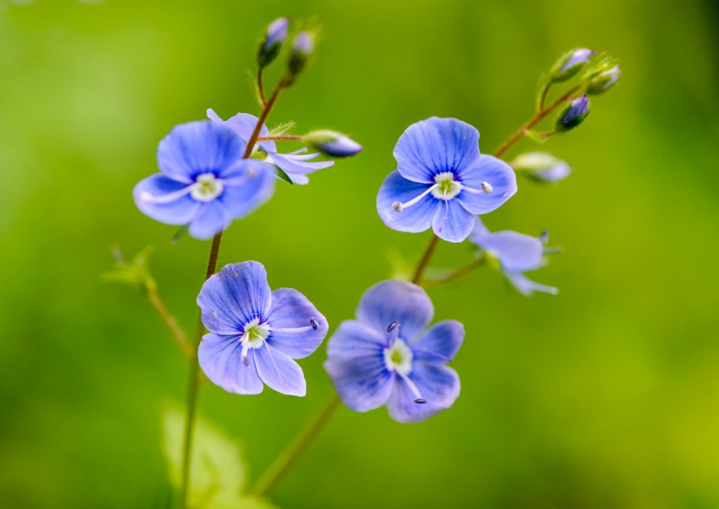 Ehrenpreis, Echter Ehrenpreis, Veronica, Veronica officinalis