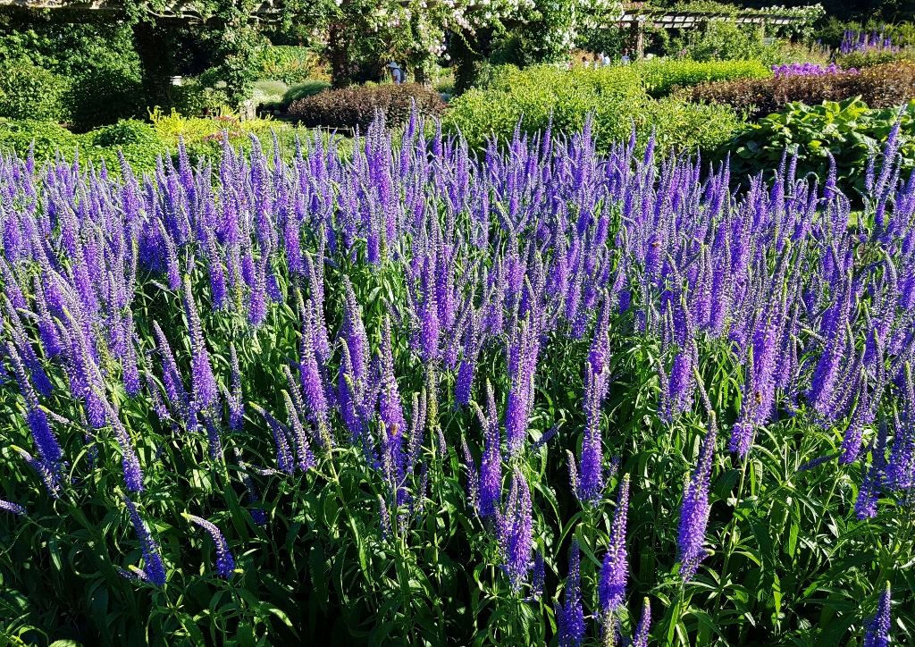 Ehrenpreis pflanzen, Ehrenpreis, Langblättriger Ehrenpreis, Veronica, Veronica longifolia