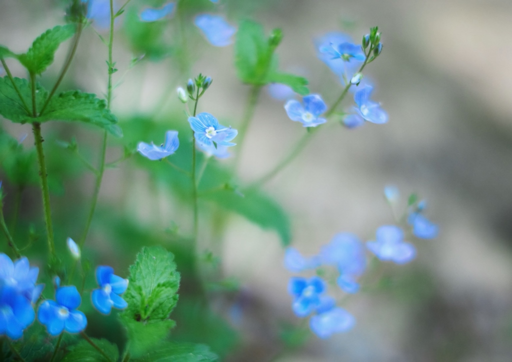 Vogelkraut, Veronica, Veronica arvensis