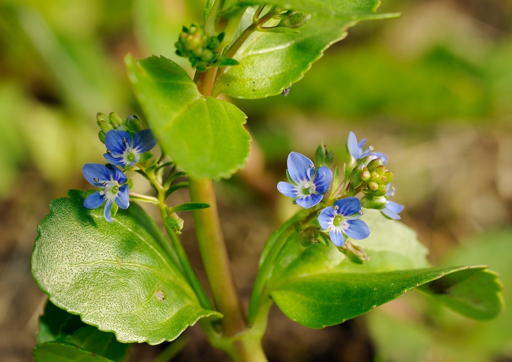 Bachbunge, Veronica, Veronica beccabunga