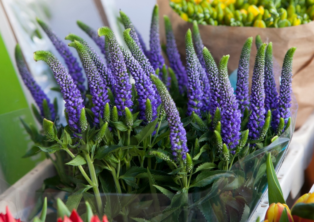 Ehrenpres, Ähriger Ehrenpreis, Veronica, Veronica spicata