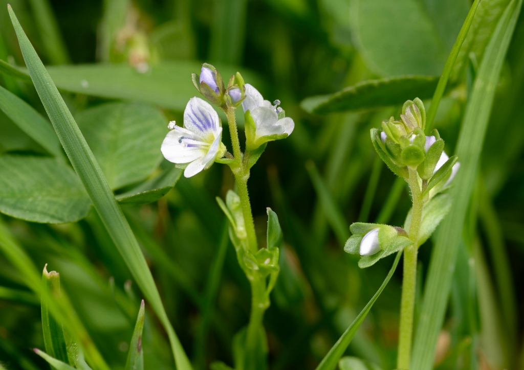 Veronica, Veronica serpyllifolia