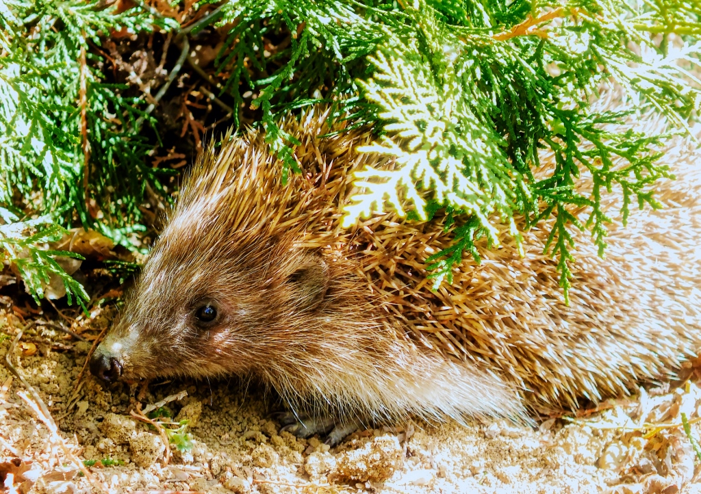 Igel unter Hecke