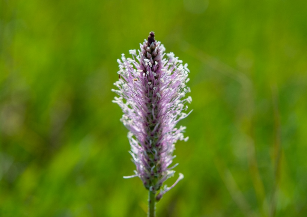 Mittlerer Wegerich, Plantago media