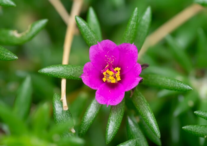 Portulak, Portulaca, Portulaceae, Sommerportulak, Portulaca oleracea