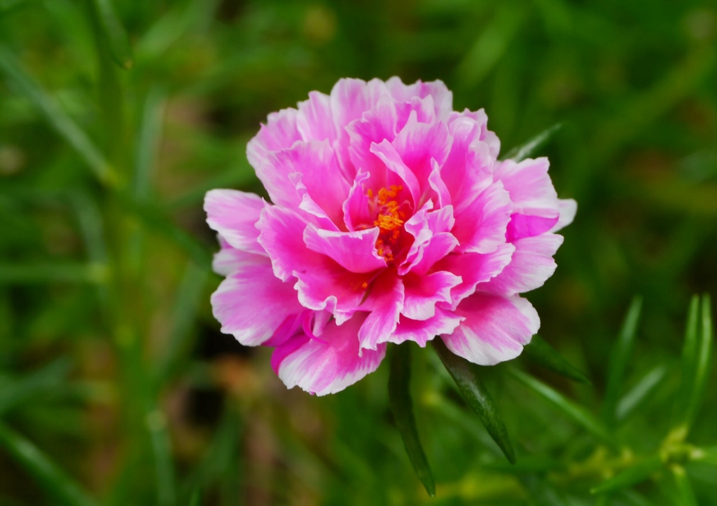 Portulak, Portulaca, Portulaceae, Portulakröschen, Portulaca grandiflora, pflanzen