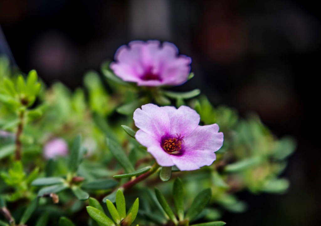Portulak, Portulaca, Portulaceae, Sommerportulak, Portulaca oleracea