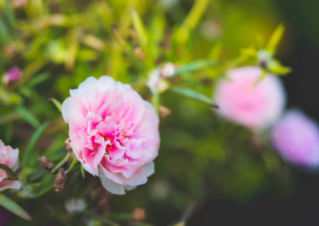 Portulak, Portulaca, Portulaceae, Portulakröschen, Portulaca grandiflora