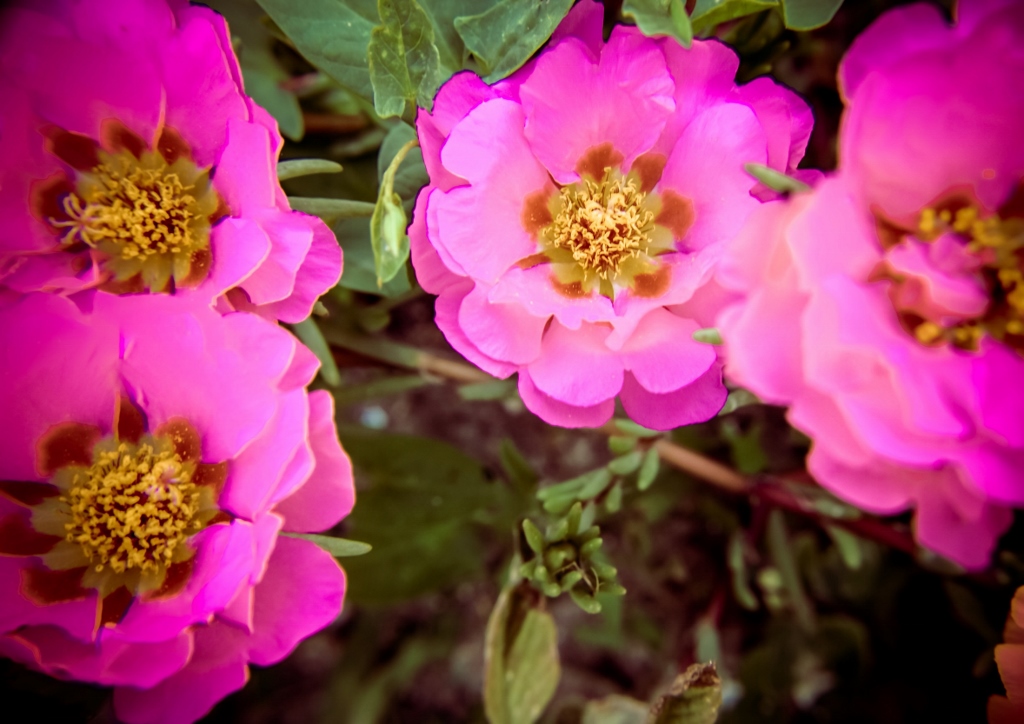 Portulak, Portulaca, Portulaceae, Sommerportulak, Portulaca oleracea
