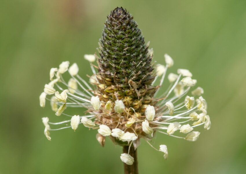 Wegerich, Spitzwegerich, Plantago, Plantago lanceolata