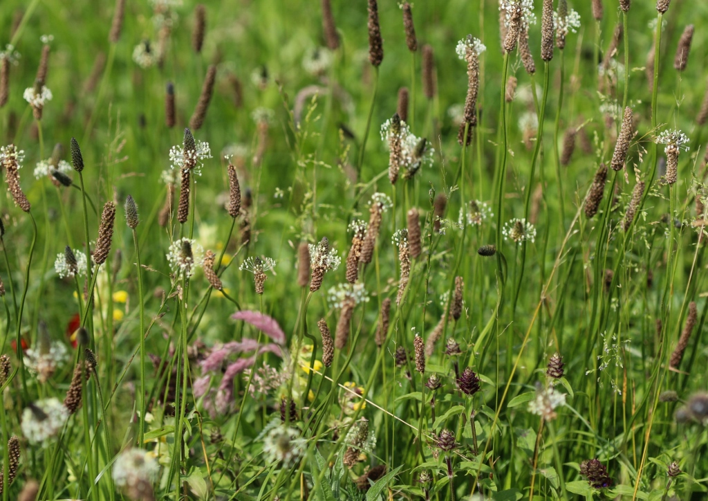 Wegerich, Spitzwegerich, Plantago, Plantago lanceolata