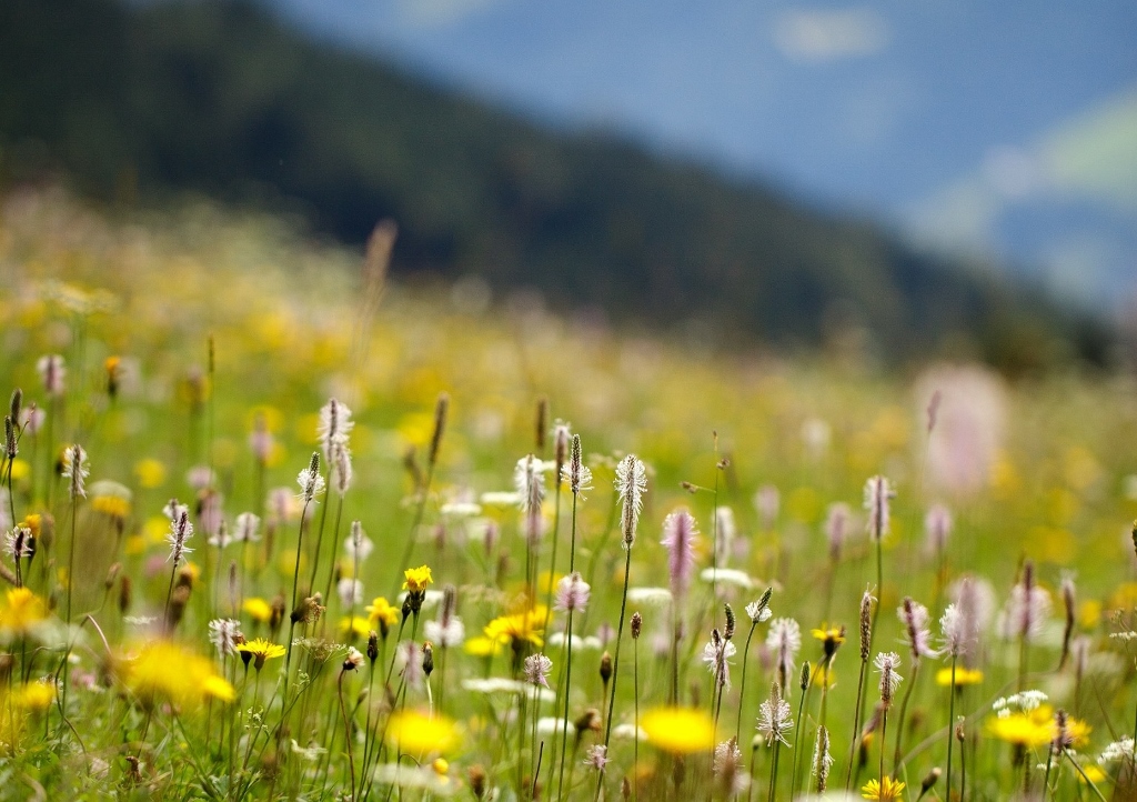 Wegerich, Mittlerer Wegerich, Spitzwegerich, Plantago, Plantago media, Plantago lanceolata, Wildblumenwiese