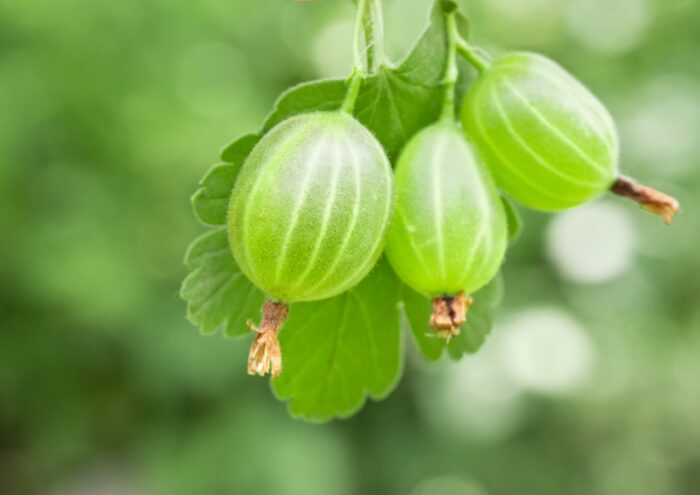 Stachelbeeren Gesundheitliche Wirkung 1