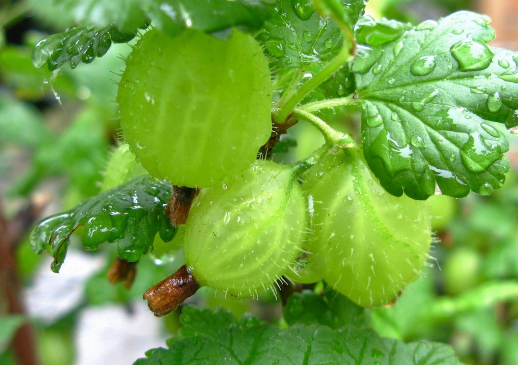 Stachelbeere, Stachelbeeren, Ribes, Ribes uca-crispa, Ribes grossularia, Grossulariaceae, Ribiseln