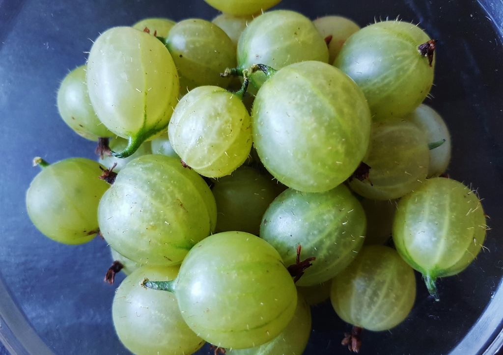 Stachelbeeren, Stachelbeere, Stachelbeermarmelade