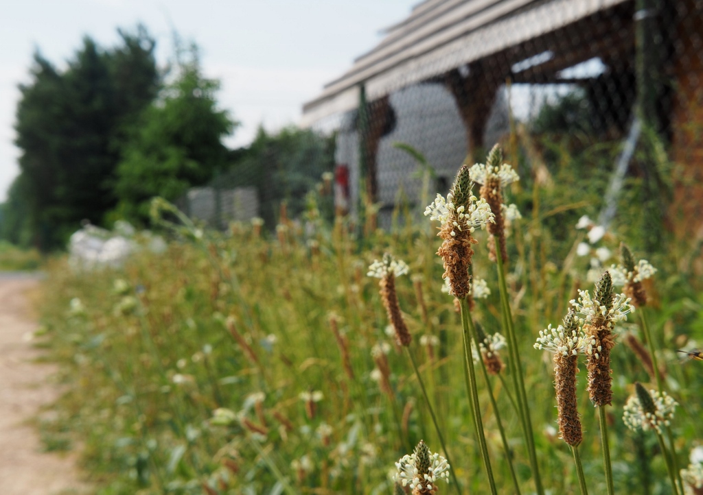 Wegerich, Spitzwegerich, Plantago, Plantago lanceolata