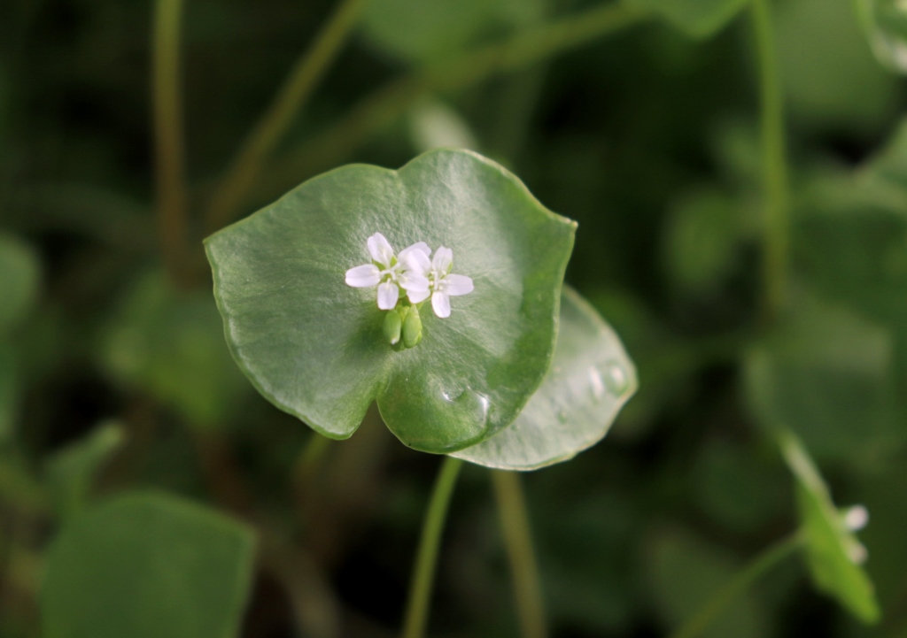 Portula, Winterportulak, Gewöhnliches Tellerkraut, Postelein, Claytonia, Claytonia perfoliata
