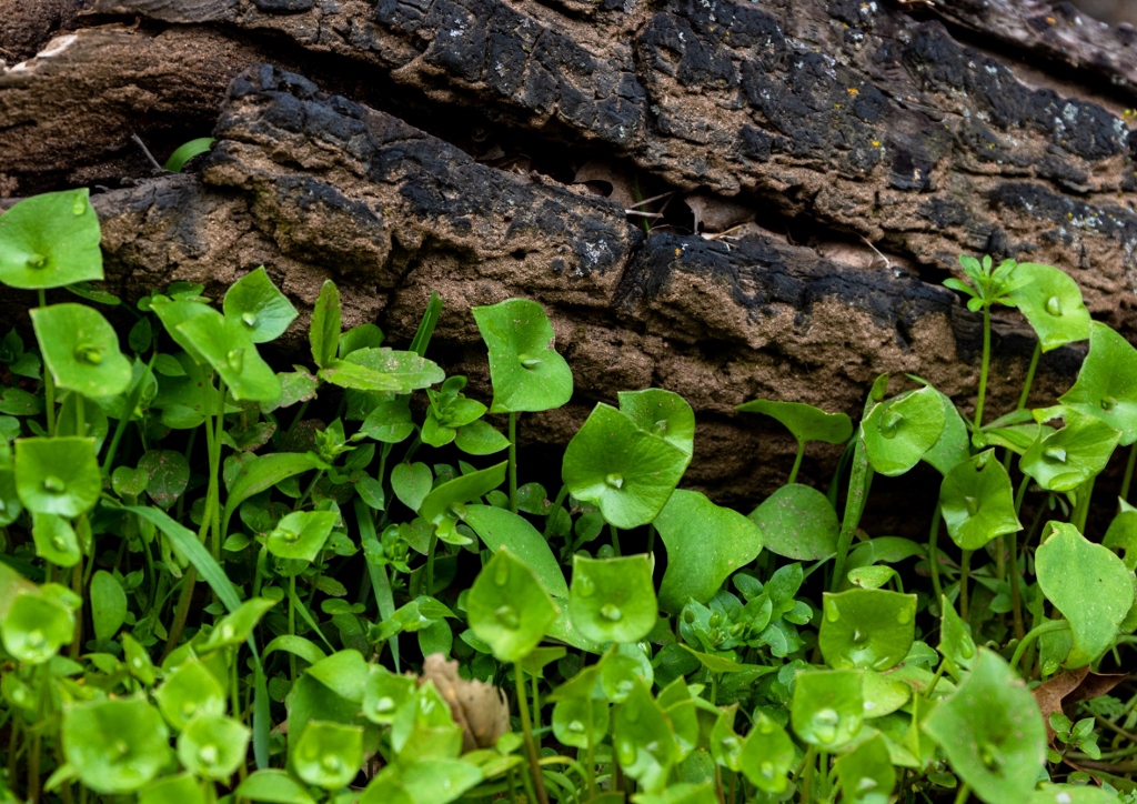 Portula, Winterportulak, Gewöhnliches Tellerkraut, Postelein, Claytonia, Claytonia perfoliata