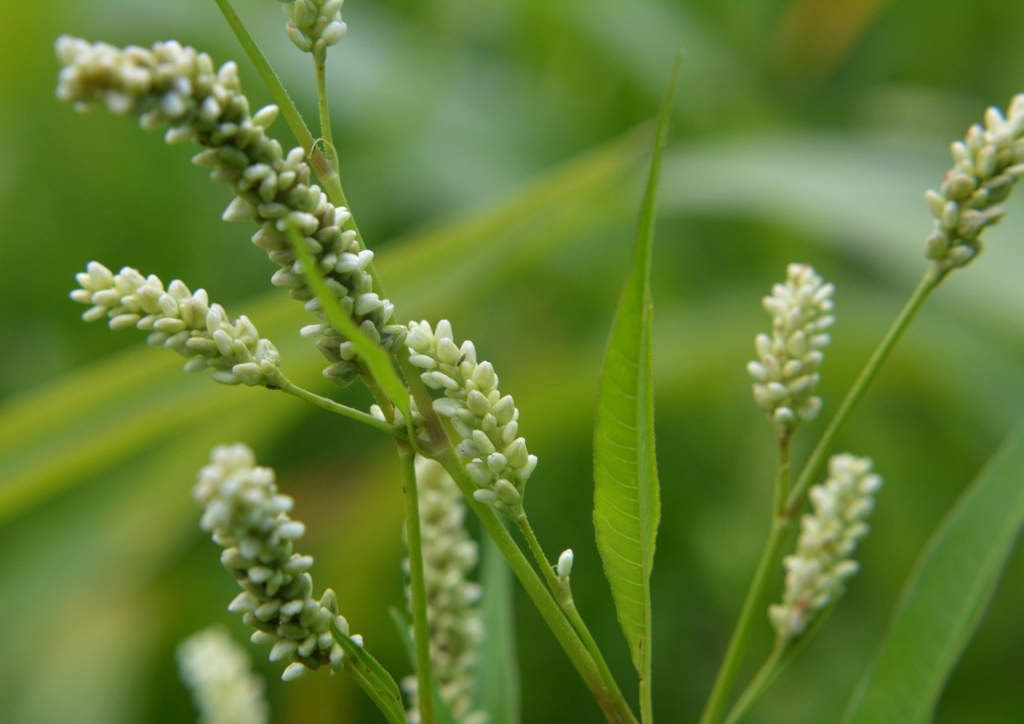 Knöterich, Ampfer-Knöterich, Persicaria, Persicaria lapathifolia