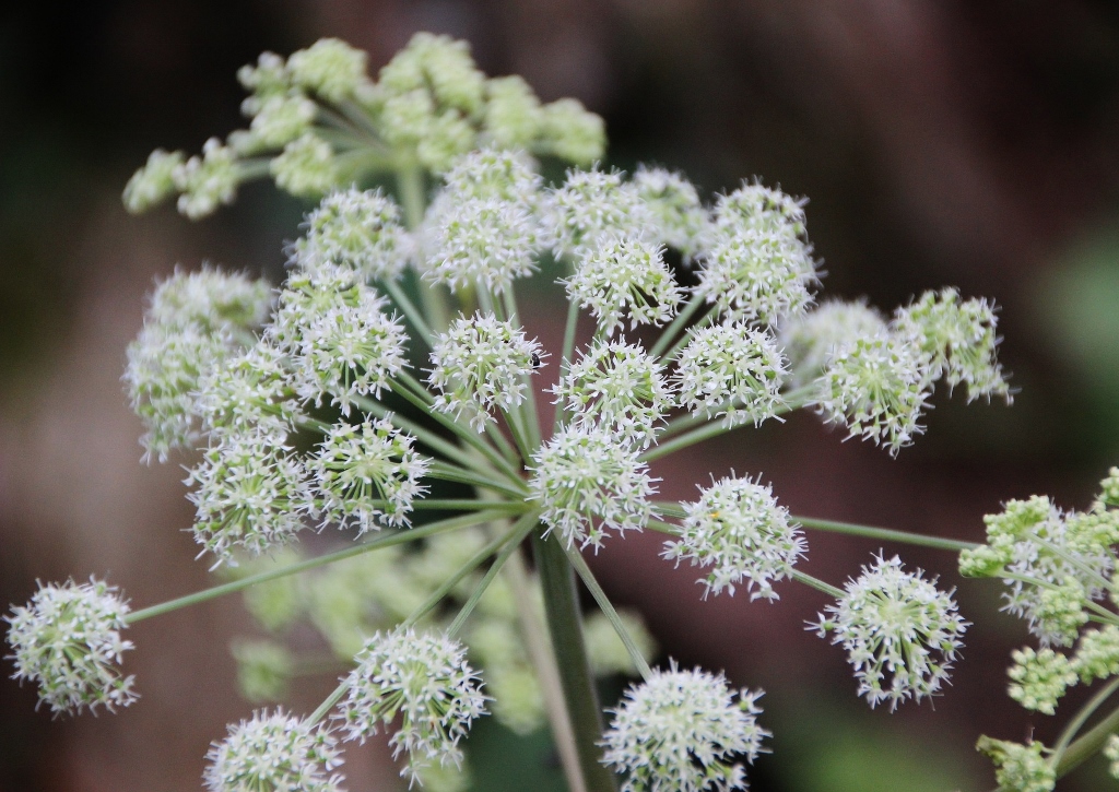 Engelwurz, Angelika, Angelikawurz, Angelica, Arznei-Engelwurz, Angelica archangelica