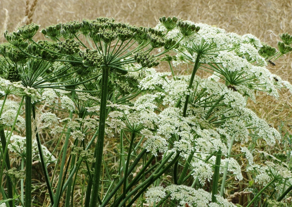 Bärenklau, Wiesen-Bärenklau, Heracleum sphondylium)