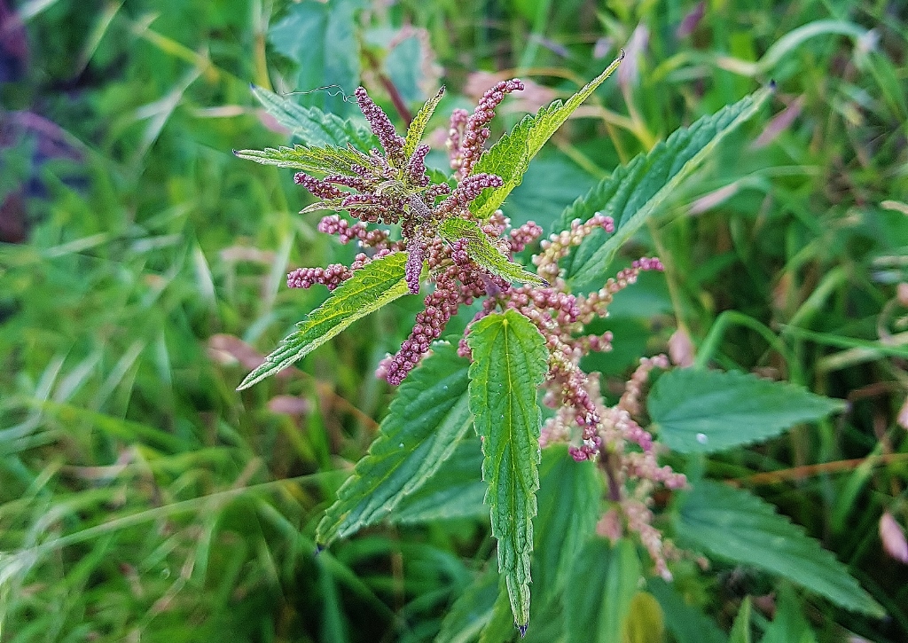 Brennnessel, Urtica, Unkraut,