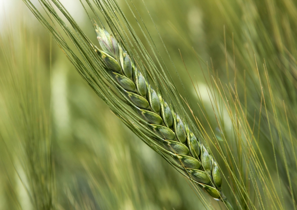 Einkorn, Triticum monococcum