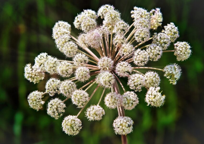 Engelwurz, Angelika, Angelikawurz, Angelica, Angelica atropurpurea, Angelica archangelica