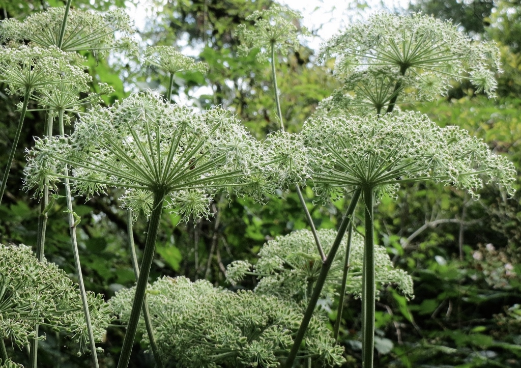 Engelwurz, Angelika, Angelikawurz, Angelica, Wald-Engelwurz, Angelica sylvesris