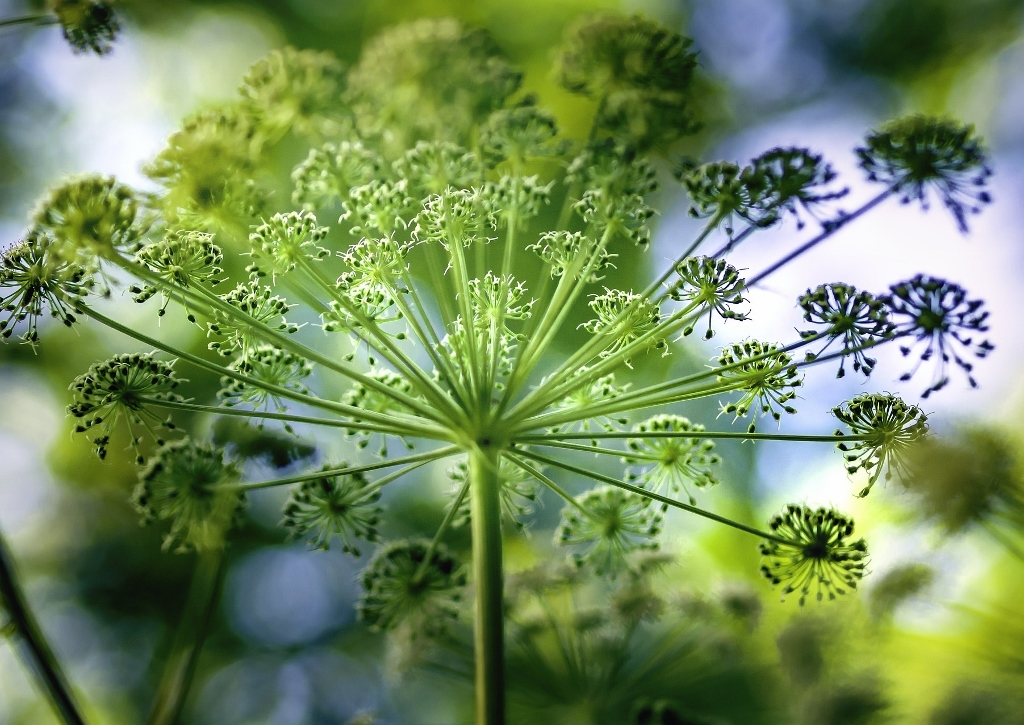 Engelwurz, Angelika, Angelikawurz, Angelica, Wald-Engelwurz, Angelica sylvesris