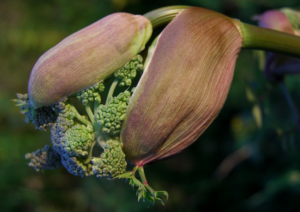 Engelwurz, Angelika, Angelikawurz, Angelica, Arznei-Engelwurz, Angelica archangelica