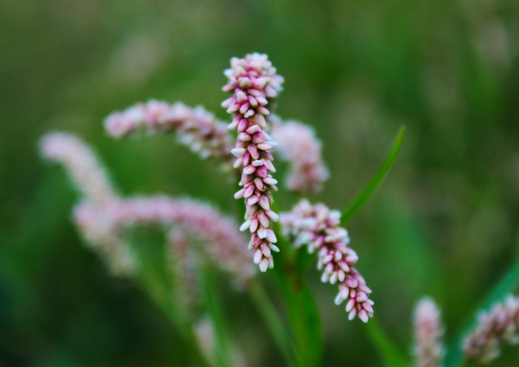 Knöterich, Floh-Knöterich, Persicaria maculosa
