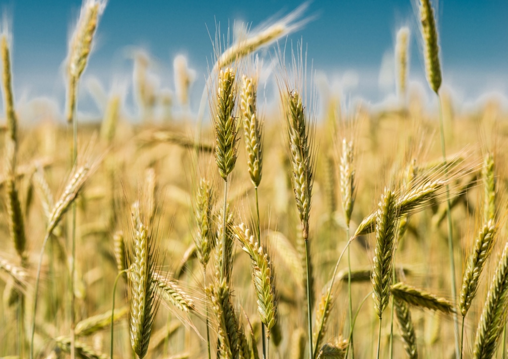 Hartweizen, Durumweizen, Triticum durum