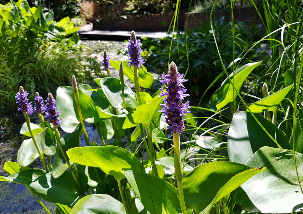 Hechtkraut, Hecktkräuter, Pontederia, Hortus Botanicus Amsterdam