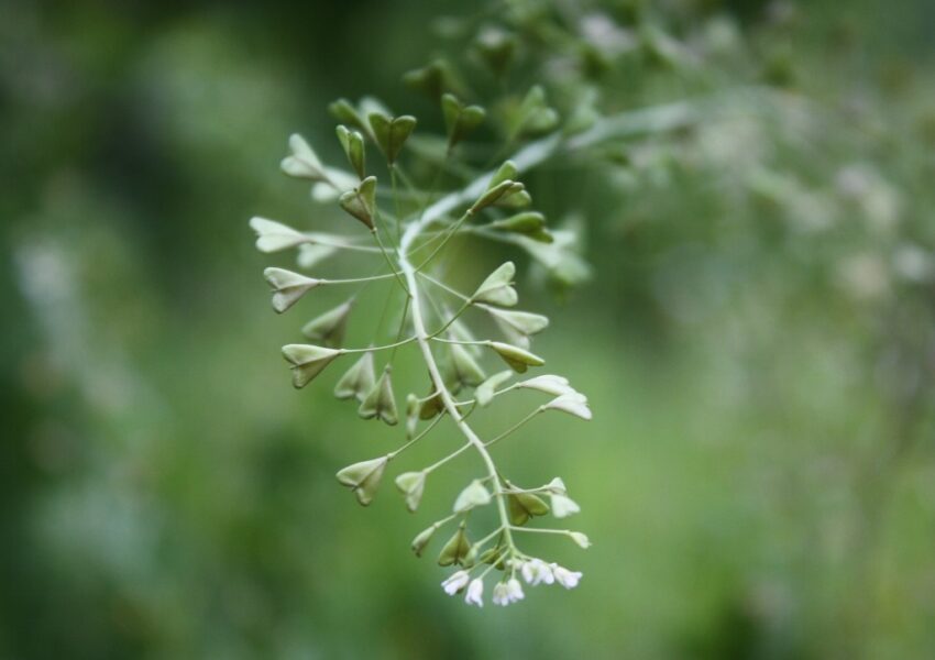 Hirtentäschel, Gewöhnliches Hirtentäschel, Capsella, Capsella bursa-pastoris