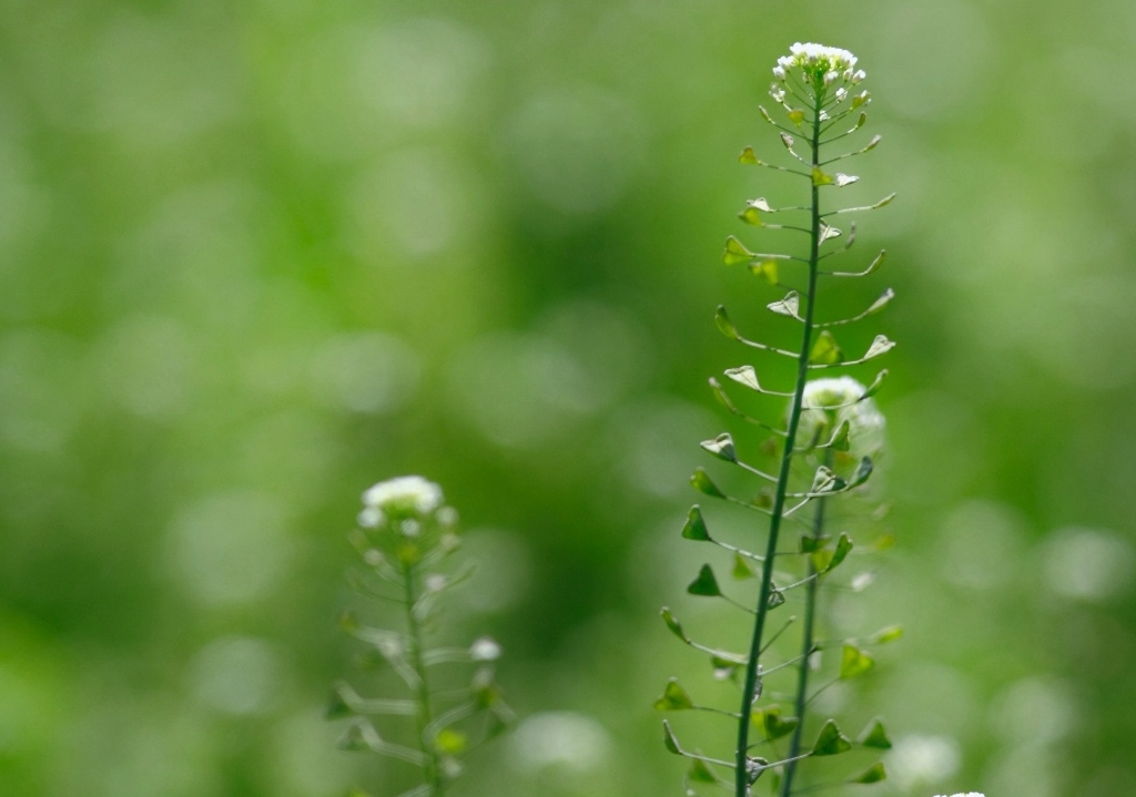 Hirtentäschel, Gewöhnliches Hirtentäschel, Capsella, Capsella bursa-pastoris