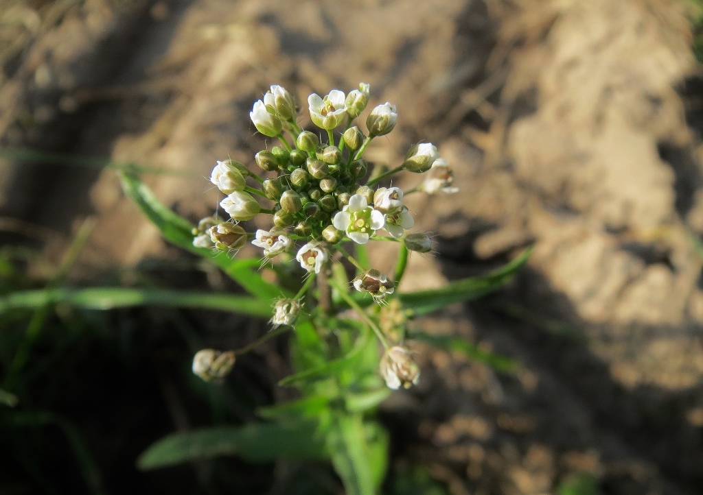 Hirtentäschel, Gewöhnliches Hirtentäschel, Capsella, Capsella bursa-pastoris