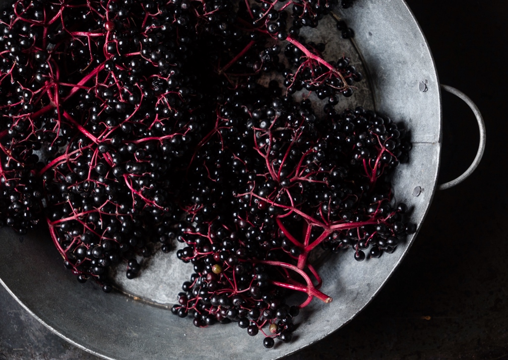 Holunder, Holunderbeeren