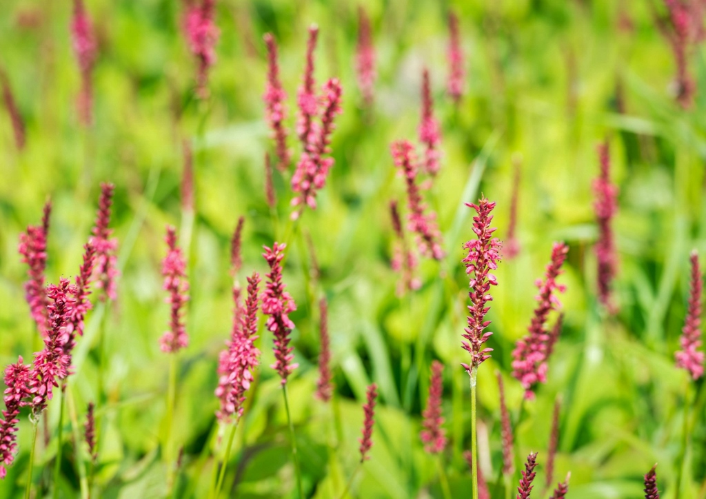 Knöterich, Kerzen-Knöterich, Persicaria amplexicaulis, Bistorta amplexicaulis