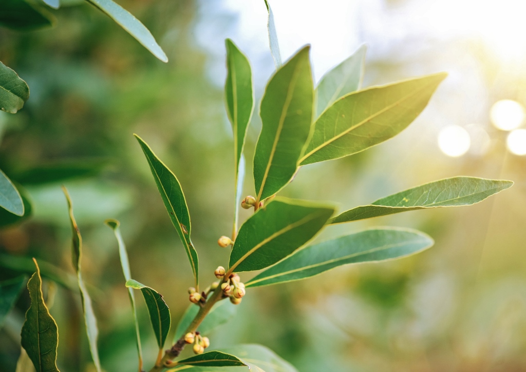 Lorbeerbaum pflanzen, Lorbeer, Lorbeerblätter, Laurus, Laurus nobilis