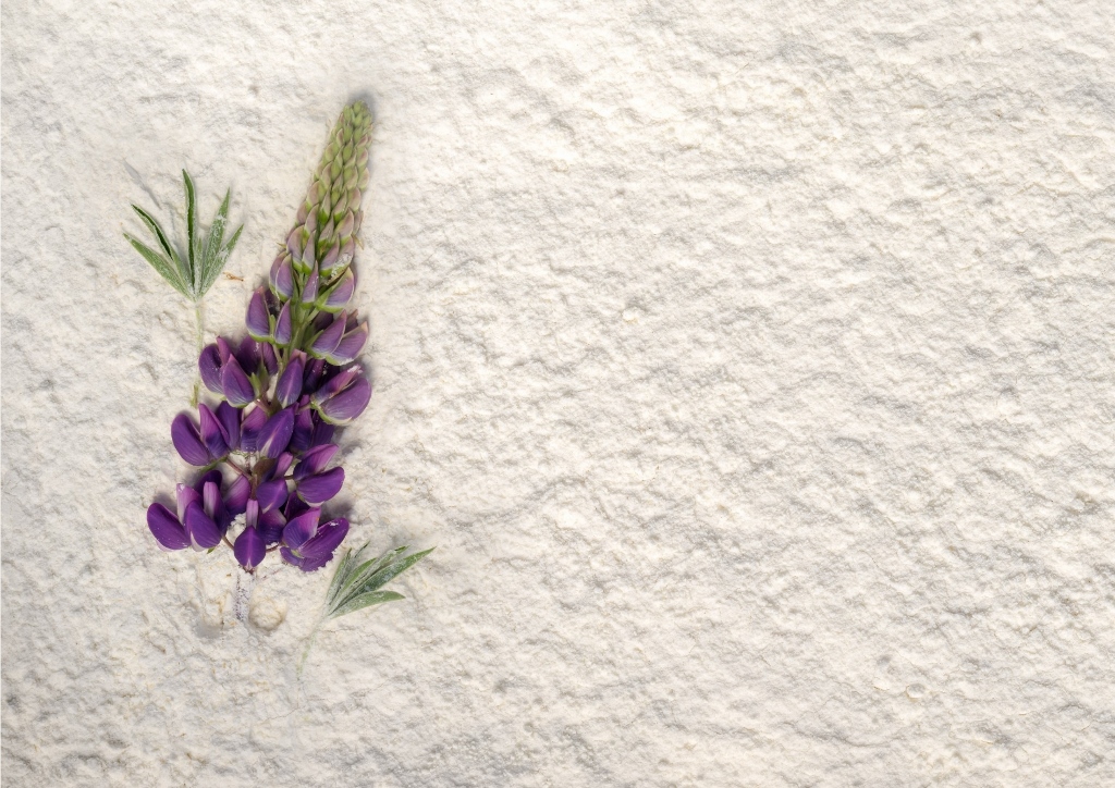 Lupine, Süßlupine, Lupinenmehl, Lupinus, Lupinus angustifolius