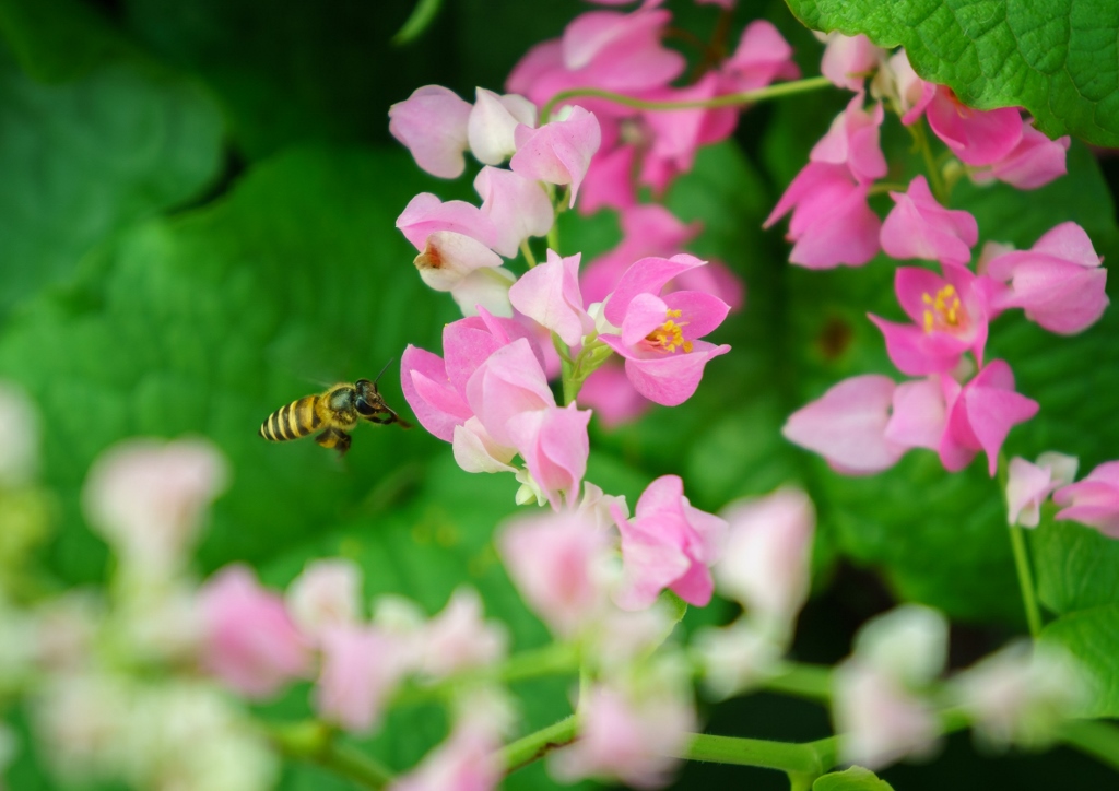 Mexikanischer Knöterich, Korallenwein, Antigonon leptopus
