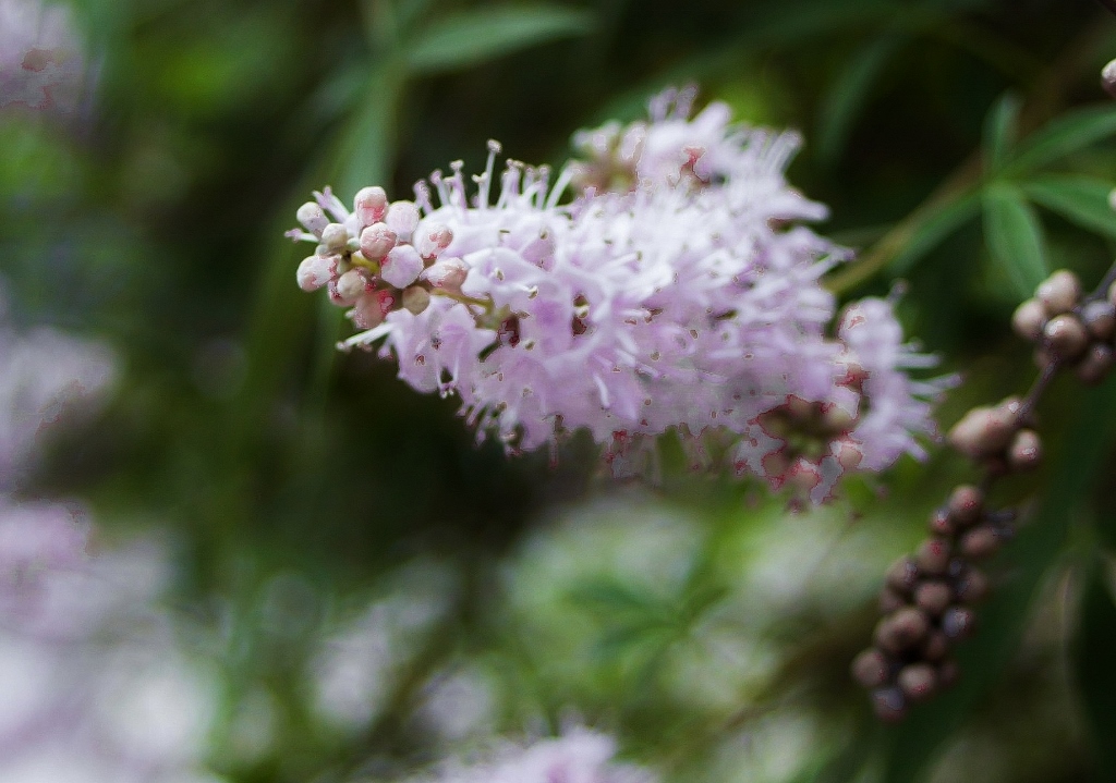 Mönchspfeffer, Keuschbaum, Vitex, Vitex agnus-castus, Pink Pinnacle