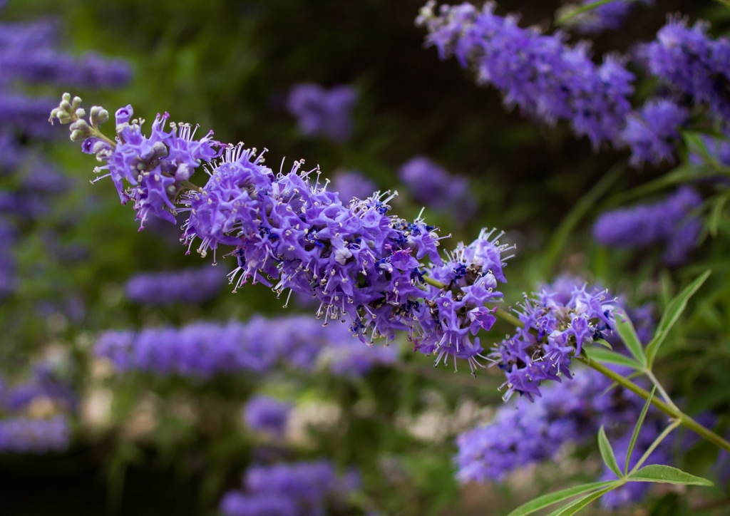 Mönchspfeffer, Keuschbaum, Vitex, Vitex agnus-castus