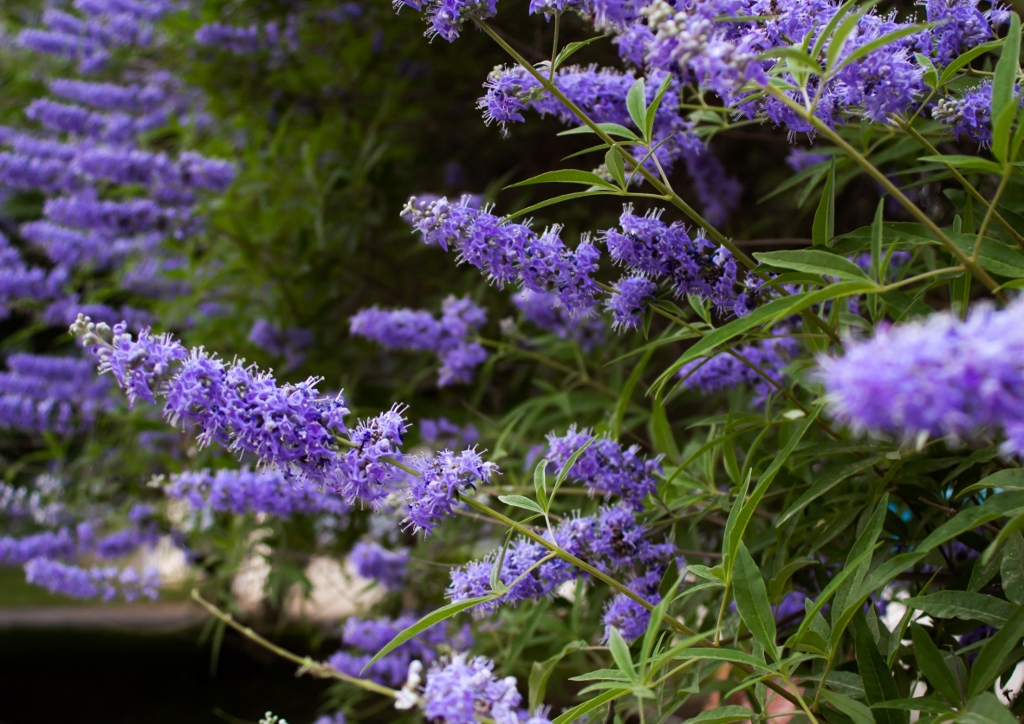 Mönchspfeffer, Keuschbaum, Vitex, Vitex agnus-castus