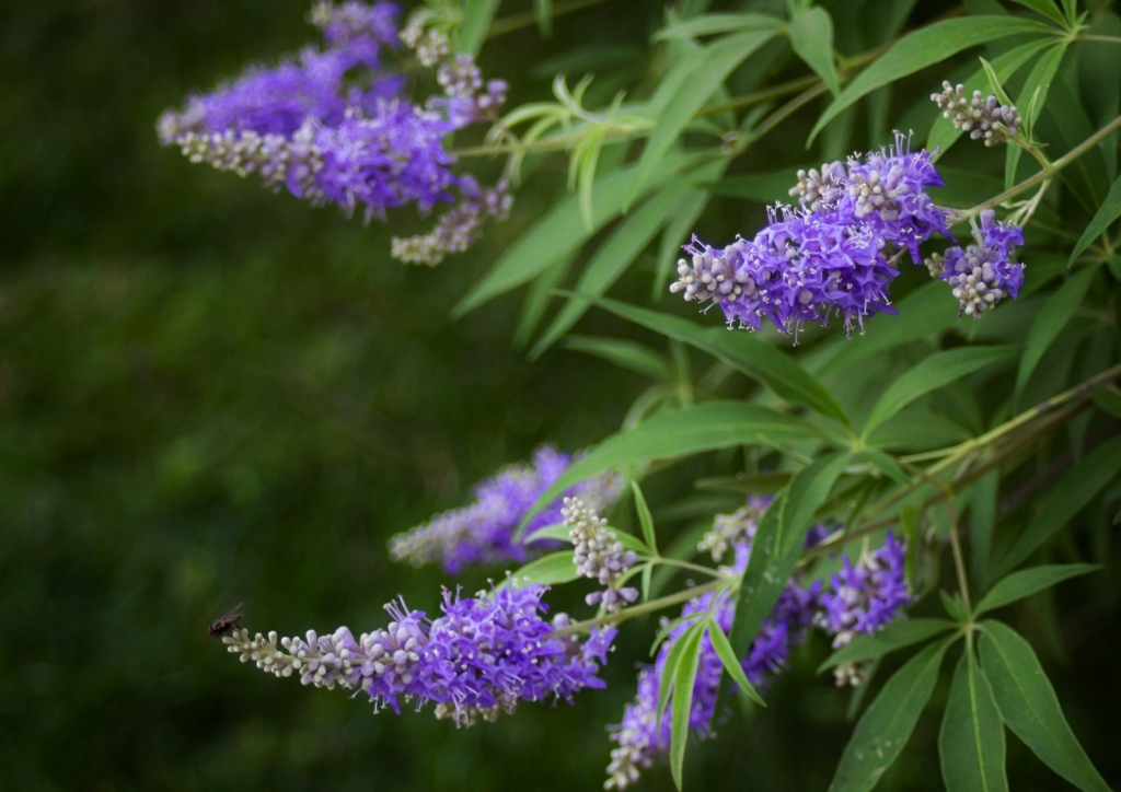 Mönchspfeffer, Keuschbaum, Vitex, Vitex agnus-castus