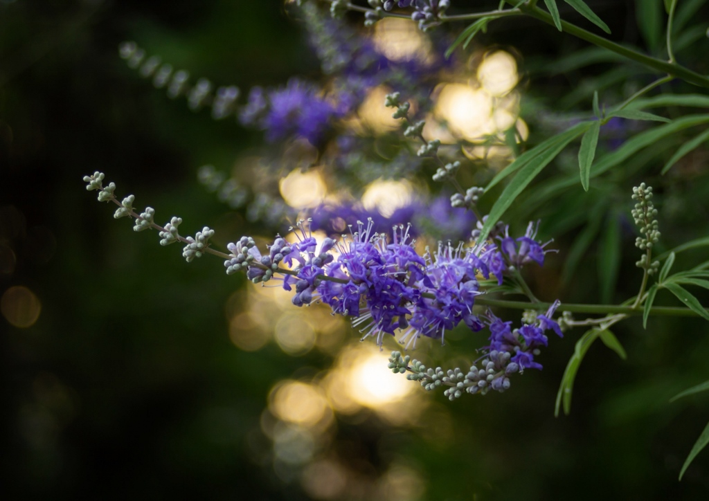 Mönchspfeffer, Keuschbaum, Vitex, Vitex agnus-castus
