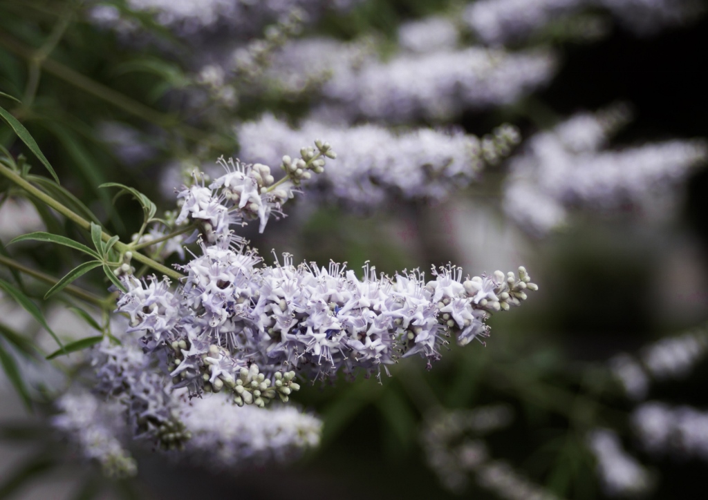 Mönchspfeffer, Keuschbaum, Vitex, Vitex agnus-castus, Alba